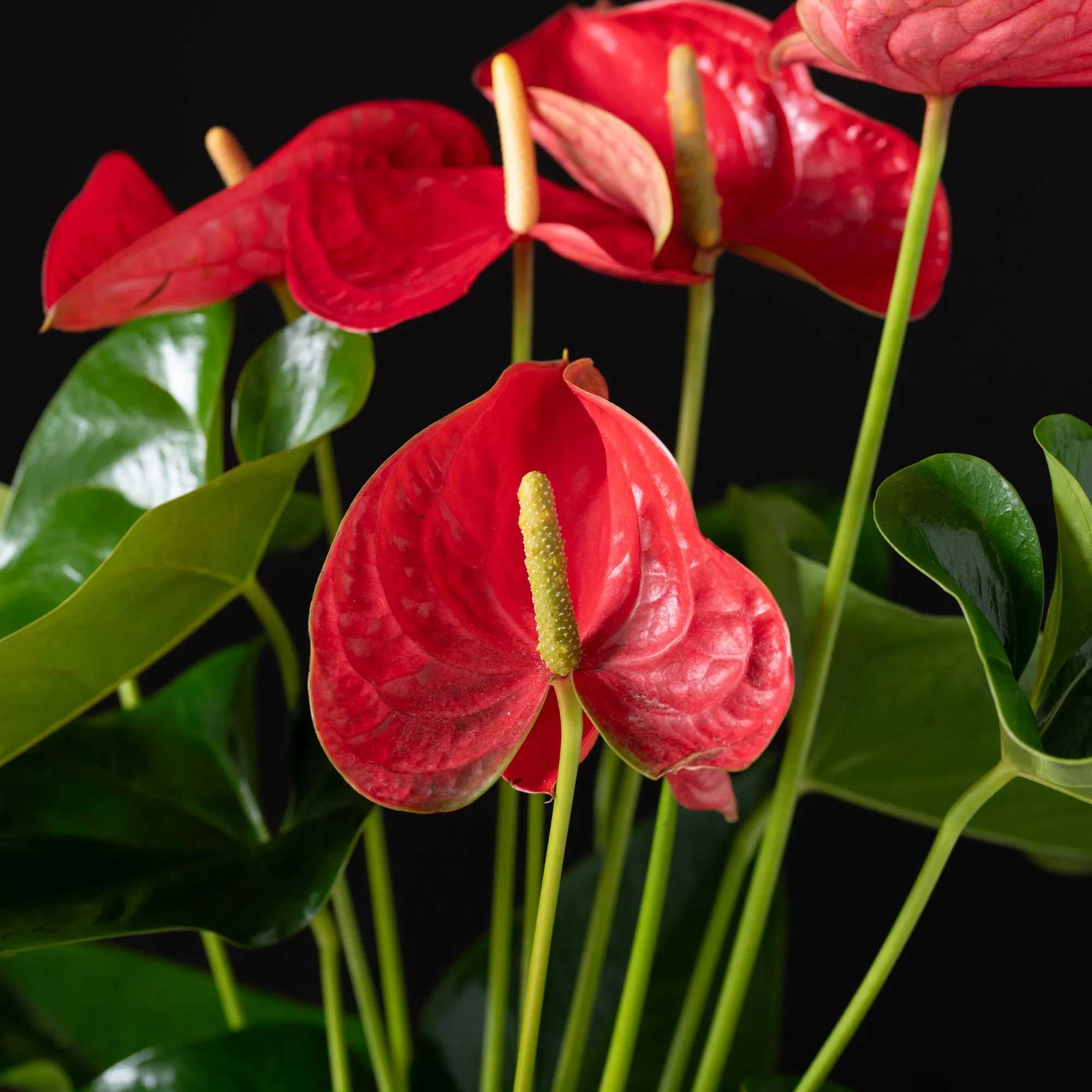 Potted Anthurium