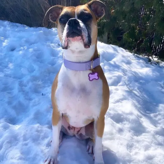 Purple Lilac Collar