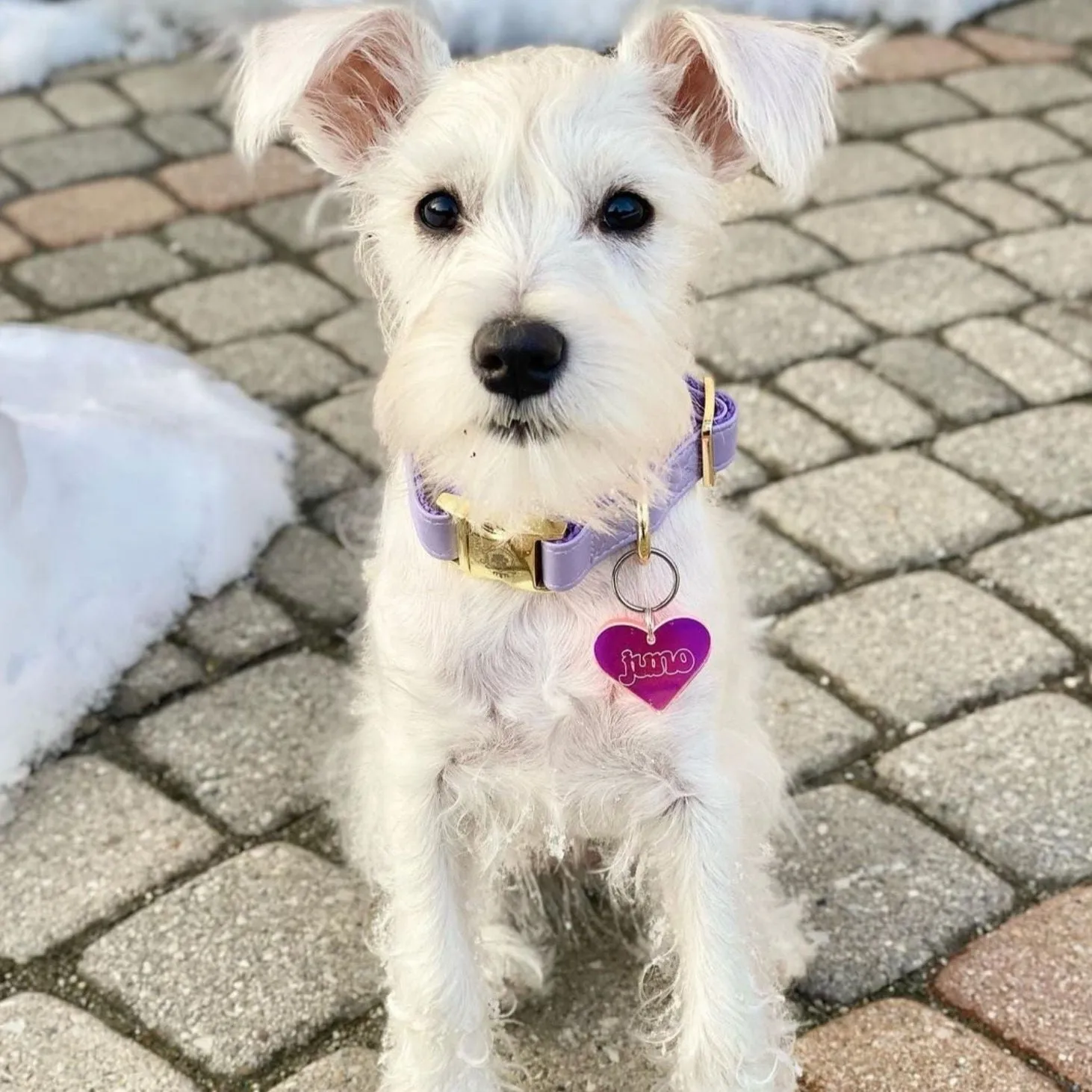 Purple Lilac Collar